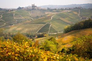 A picture shows vineyards near Serralunga D'Alba, in the wine-producing Langhe countryside, northwestern Italy, on October 16, 2025. Among the most famous wine produced in the Langhe region there is Nebbiolo, Barolo and Barbaresco, plus Asti and Dogliani.